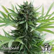 Humboldt Seed Organization AUTOMATIC Sour Diesel